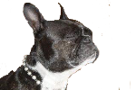 Maine Boston Terrier